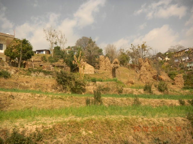 Biomass in Dhakna Badola (Champawat)