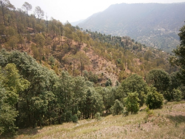 Contrasting Forests of Pine and Khirsu