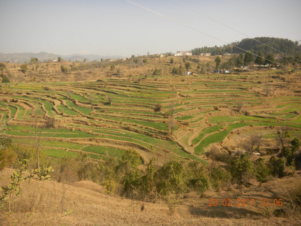 Agriculture in Choti Gandaki Valley near Champawat