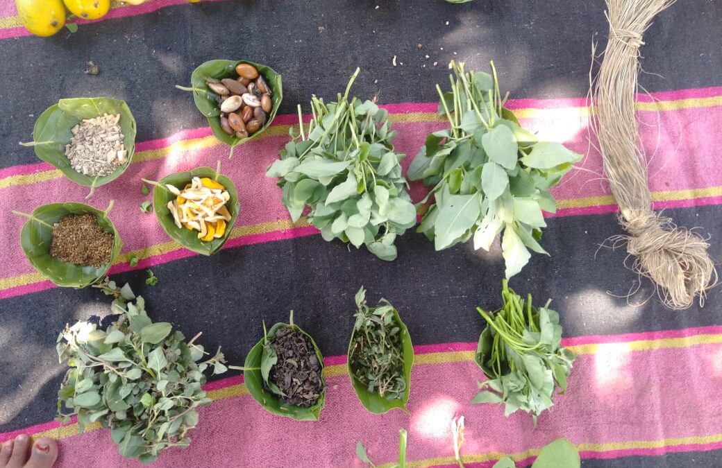 Forest Produce collected and grown by Majhi samaj Raigarh district, Chhattisgarh