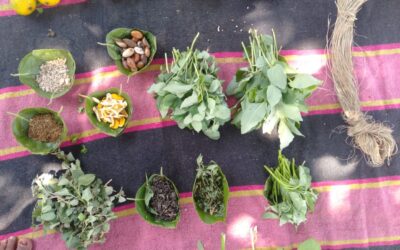 Forest Produce collected and grown by Majhi samaj Raigarh district, Chhattisgarh