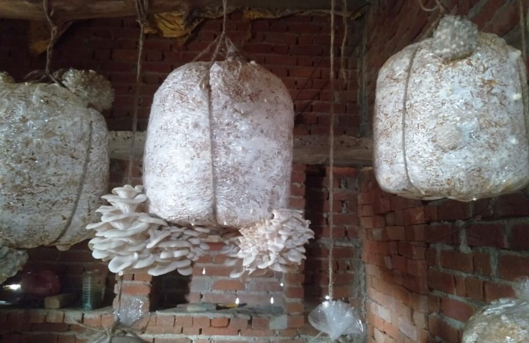 Mushrooms from Prithvi Trust, Panna